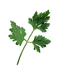 Image showing Fresh parsley on a white background