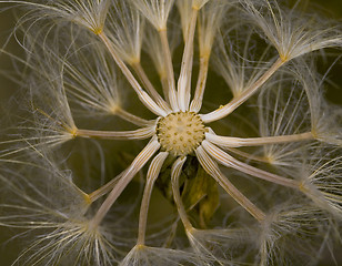 Image showing Dandelion Seeds