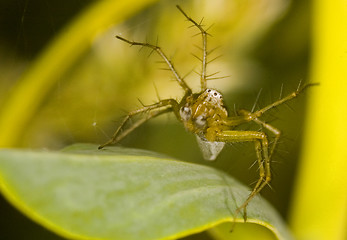 Image showing Spider