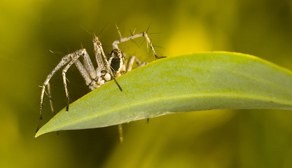 Image showing Spider