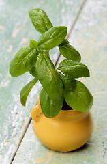 Image showing Fresh Green Basil