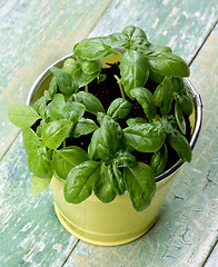 Image showing Fresh Green Basil