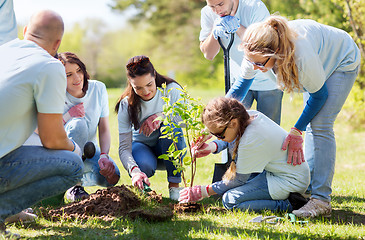 Image showing group of volunteers planting tree in park