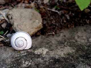 Image showing snail