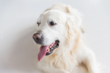 Image showing close up of golden retriever dog