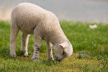 Image showing Lamb