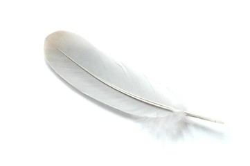 Image showing Feather