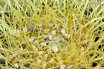 Image showing Close up of cactus torn 