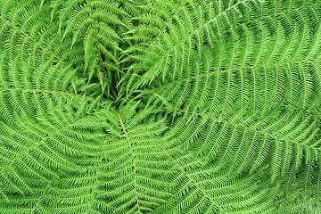 Image showing Pattern of fern leaves