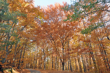 Image showing autumn colors in the forest