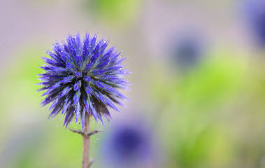 Image showing Globe Thistle flowers