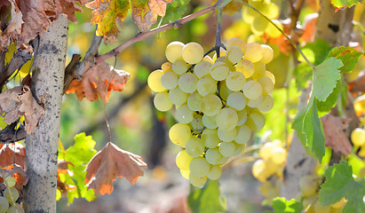 Image showing White grape in  wineyard