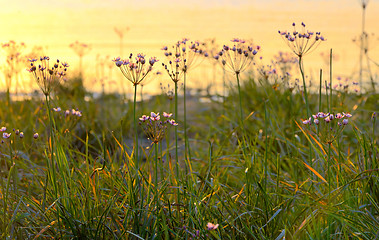 Image showing Flowering rush (Butomus umbellatus)