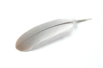 Image showing Feather