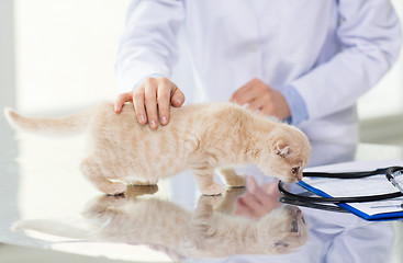 Image showing close up of vet with scottish kitten at clinic