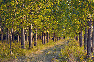 Image showing pathway in green forest