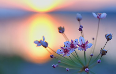 Image showing Flowering rush (Butomus umbellatus)