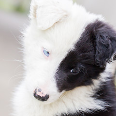 Image showing Border Collie puppy on a farm