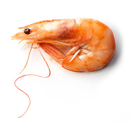 Image showing roasted prawn on white background