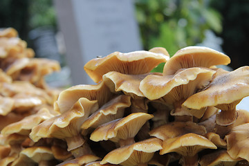 Image showing Mushrooms