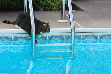 Image showing Cat On Pool Ladder