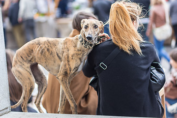 Image showing Italian Greyhound dog with his female owner.