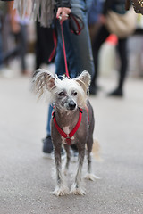 Image showing Chinese Crested Dog, Canis lupus familiaris, on a leash.