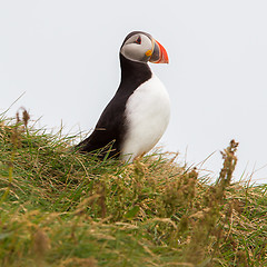 Image showing Colorful Puffin isolated in natural environment