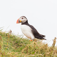 Image showing Colorful Puffin isolated in natural environment