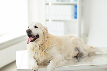 Image showing close up of golden retriever dog at vet clinic