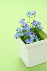 Image showing forget-me-not