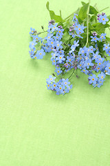 Image showing forget-me-not