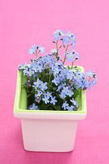 Image showing forget-me-not