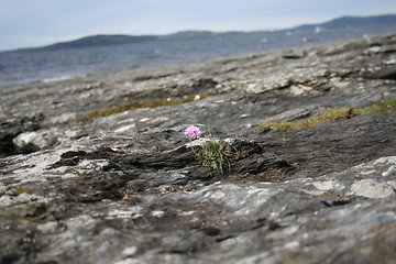 Image showing beachflower