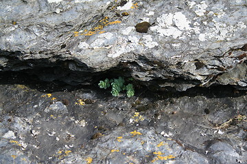 Image showing flower between stones