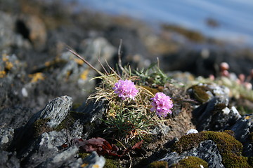 Image showing flower by the sea