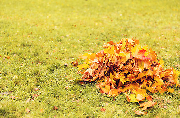 Image showing heap of fallen maple leaves on grass