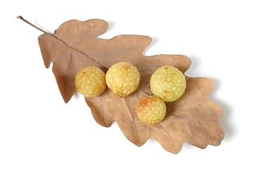 Image showing Cherry Galls