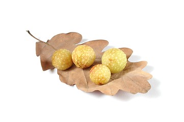 Image showing Cherry Galls