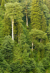 Image showing Forest