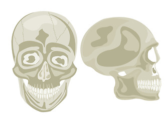Image showing Two human skulls