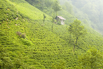 Image showing Tea Plants