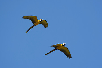 Image showing Blue-and-Yellow Macaw (Ara ararauna)