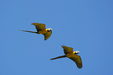 Image showing Blue-and-Yellow Macaw (Ara ararauna)