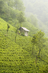 Image showing Tea Plants