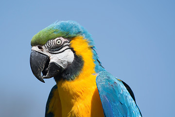 Image showing Blue-and-Yellow Macaw (Ara ararauna)