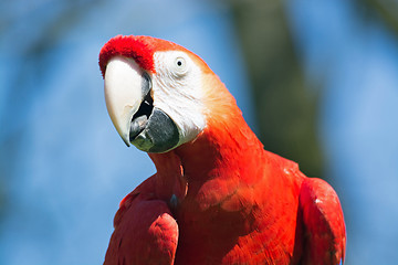 Image showing Scarlet Macaw (Ara macao)