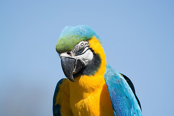 Image showing Blue-and-Yellow Macaw (Ara ararauna)