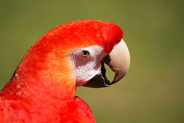 Image showing Scarlet Macaw (Ara macao)