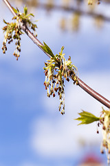 Image showing flowering maple, close up